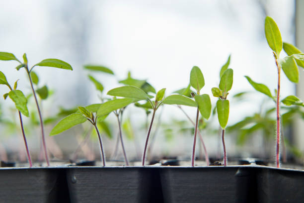 istock Tomato seedlings growing in a plastic multitray on a sunny windowsill. 1372819022