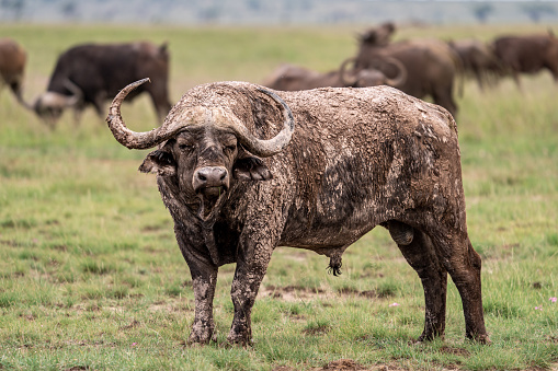 A water buffalo who had just rolled in the mud to cool off in the Masai Mara National Park in Kenya