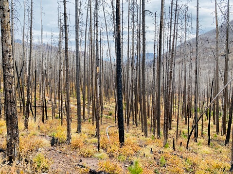 Several years after a forest fire burned through Waterton Lakes National Park in 2017, new vegetation emerges from the forest floor.