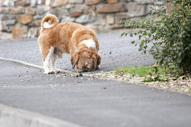 istock Cute brown dog sniffing ground 137282001