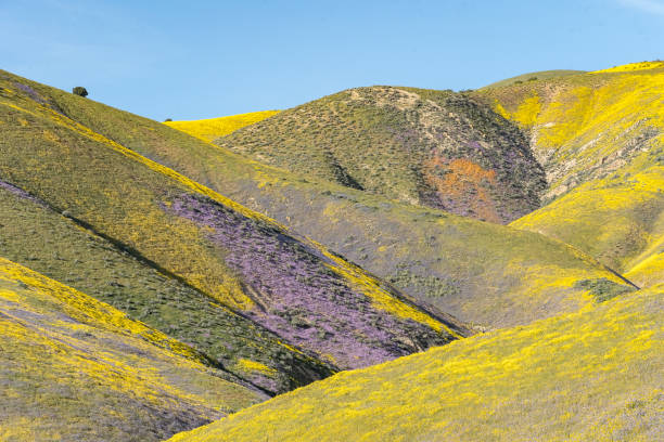 istock Superbloom Carrizo Plains National Monument 1372820020