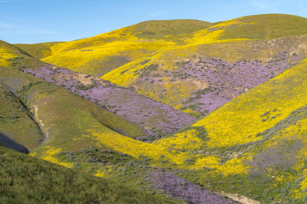 istock Superbloom Carrizo Plains National Monument 1372820023