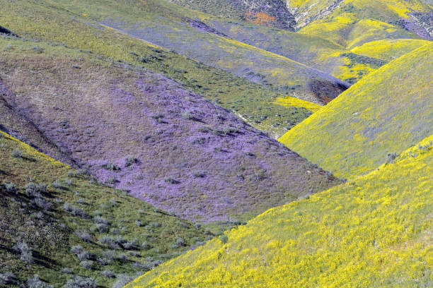 Superbloom Carrizo Plains National Monument Wildflower superbloom in California's Carrizo Plains National Monument. The most wildflowers in a decade. Purples and yellows everywhere. The hills were so colorful. carrizo plain stock pictures, royalty-free photos & images