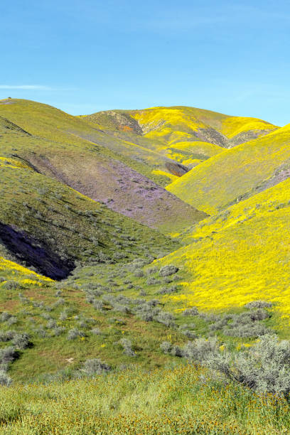 istock Superbloom Carrizo Plains National Monument 1372820113