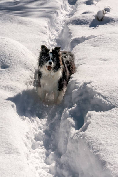 istock Border Collie Playing in Snow 1372820134