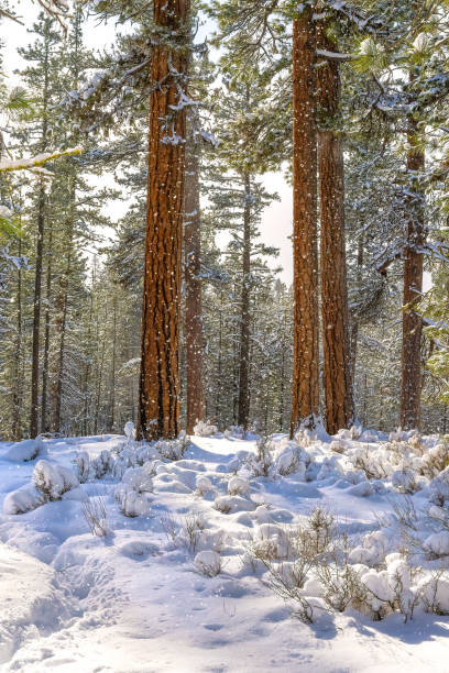 istock Sequoia trees on road in snow 1372820157