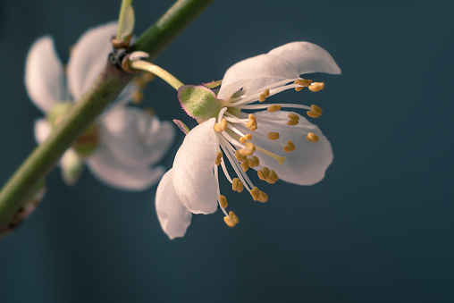 Cherry fruit trees blooming with drops of rain