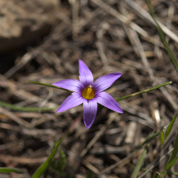 istock Flora of Gran Canaria - Romulea columnae, the sand crocus 1372828445