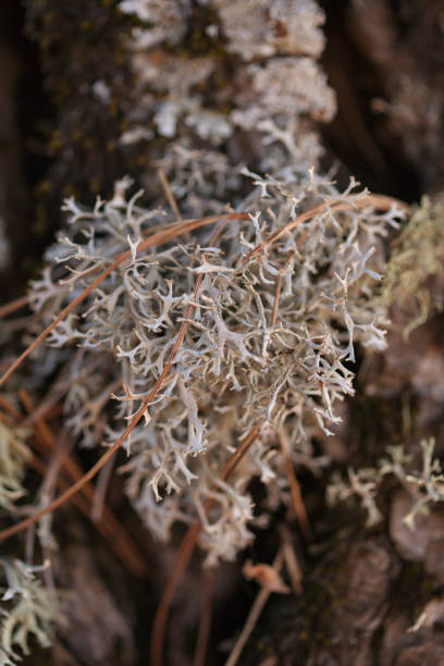 istock Tree lichens on the trunks in Central Gran Canaria 1372828904