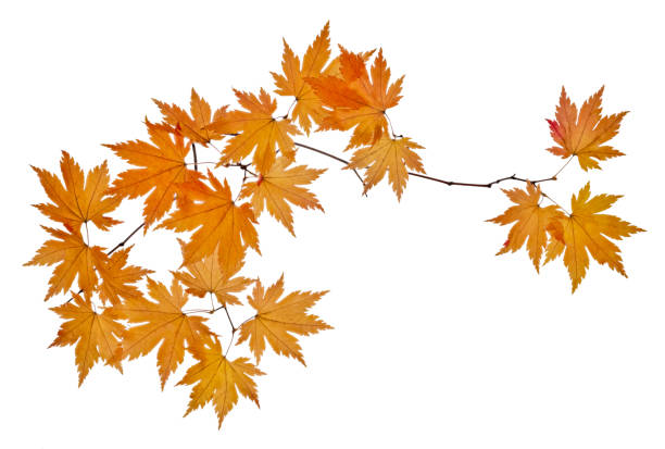 istock maple tree branch with orange leaves isolated on white 1372830099