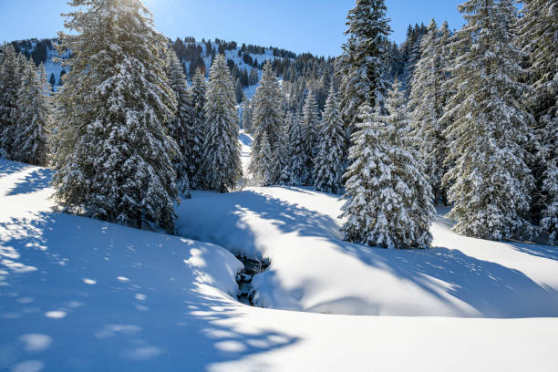 Winter landscape with snow covered trees and a winding small stream at the border between Austria and Germany. Hochhaederich, Vorarlberg