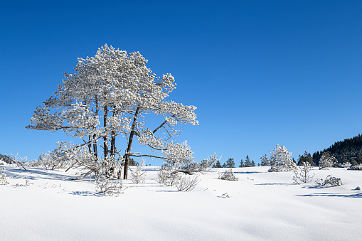 Winter landscape with snow covered tree