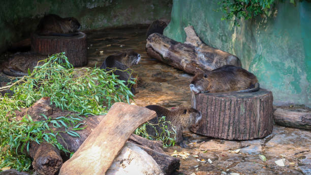 istock Beavers sleeping in their closed habitat at zoo 1372835251