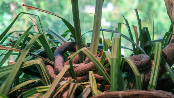 Snake reptile hiding in dense grass at zoo