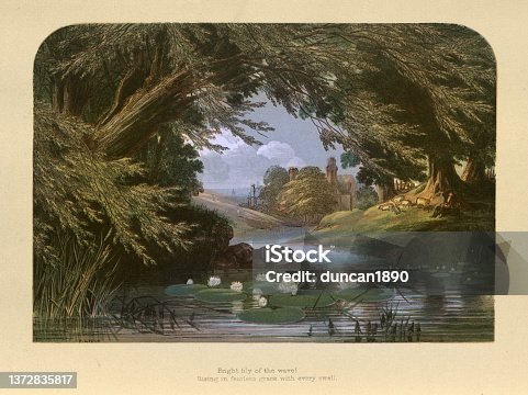 istock Water lilies in a woodland stream, lake, tranqil, Victorian landscape art, 19th Century 1372835817