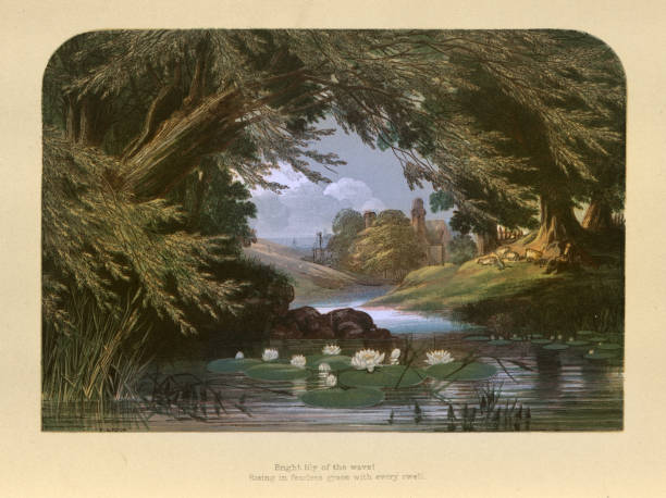 Water lilies in a woodland stream, lake, tranqil, Victorian landscape art, 19th Century Vintage illustration of Water lilies in a woodland stream, lake, tranqil, Victorian landscape art, 19th Century retro landscape stock illustrations