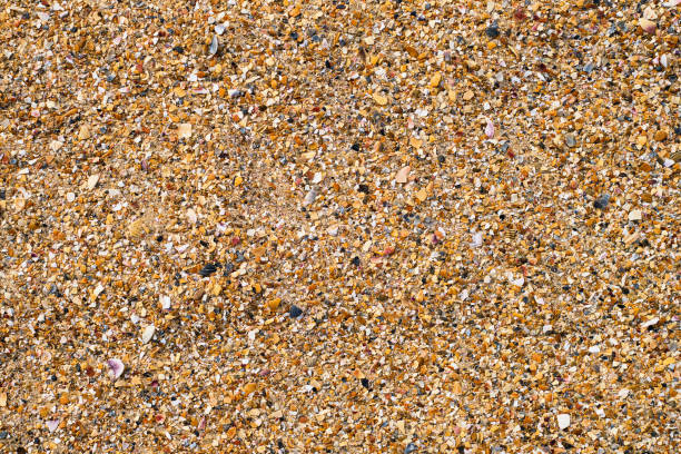 Free picture: shell, beach, sand, desert, texture, soil