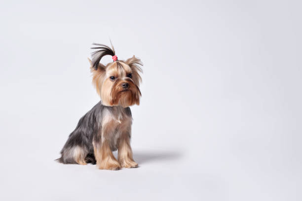 istock Charming baby Yorkshire Terrier with pedigree on a light background 1372838721