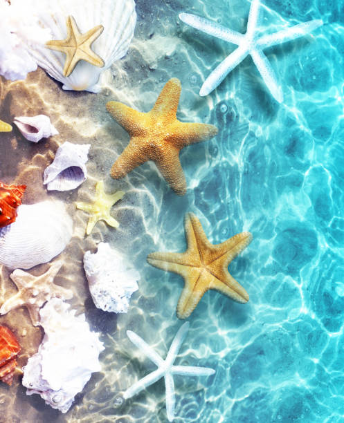 estrellas de mar en la playa de verano en el agua de mar. fondo veraniego. - beach coral close up water fotografías e imágenes de stock