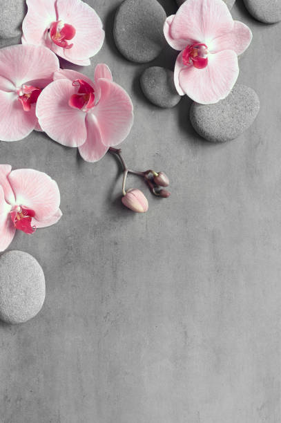 istock Flat lay composition with spa stones, orchid pink flower on grey background. 1372840684