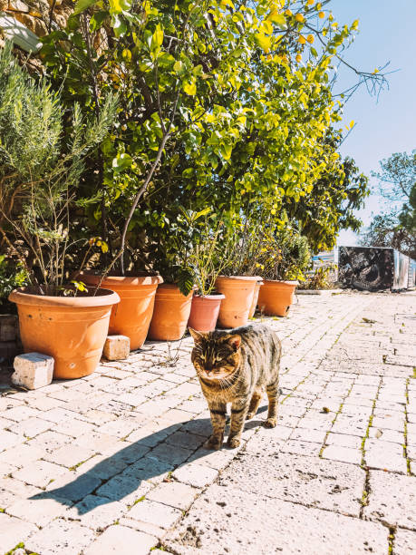 istock A striped street cat walks along the sidewalk. 1372840752