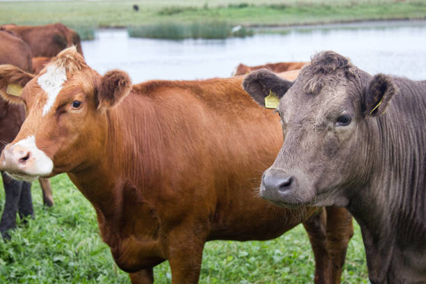 istock Cattle in a pasture on the river Bank 1372840825