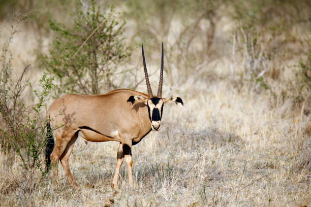 órix - oryx - fotografias e filmes do acervo