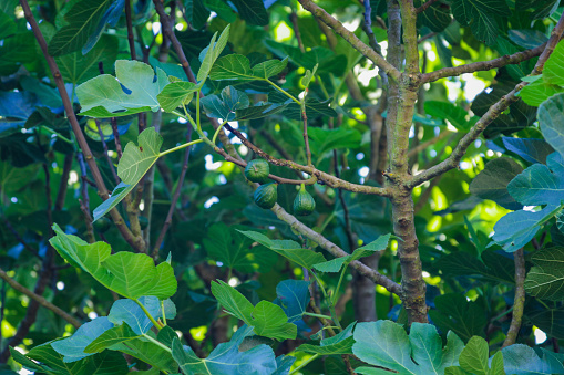 Young green fruits of figs, on green branches.