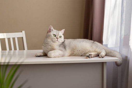 A luxurious white British cat lies on a white table in the room, by the window. Copy space