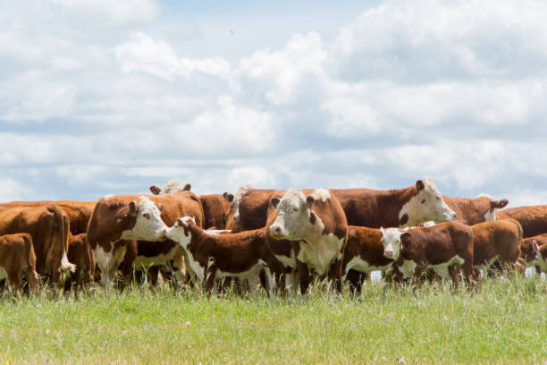 istock hereford cattle on pasture in field 1372846000