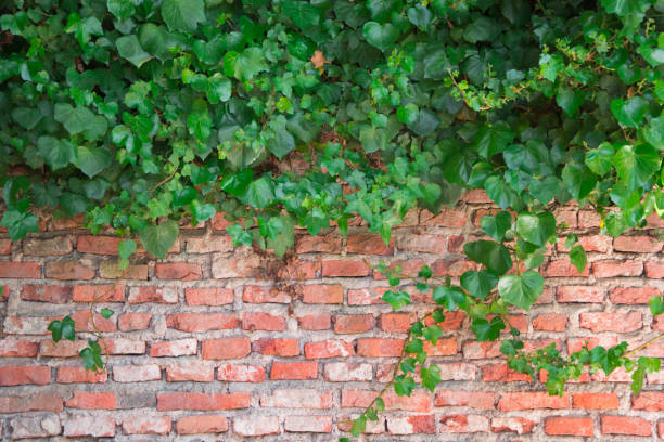 istock creeper climbing plant on brick wall 1372846666