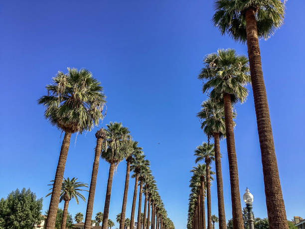 istock Tall palm trees line a street in downtown Phoenix, Arizona 1372849585