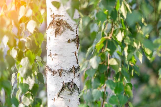 Green branch on the birch tree on a bright sunny summer day. High quality photo.