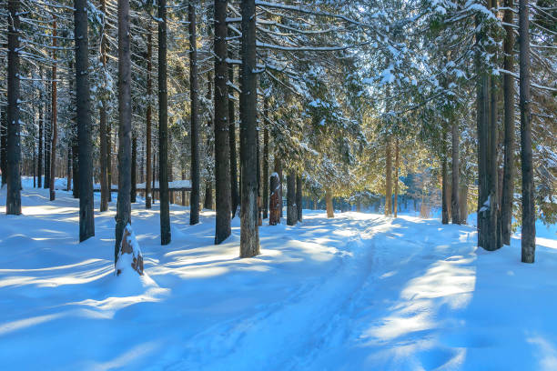 istock A winter walk in the open air through a coniferous fairy forest along a trodden path that goes into the distance. 1372849765