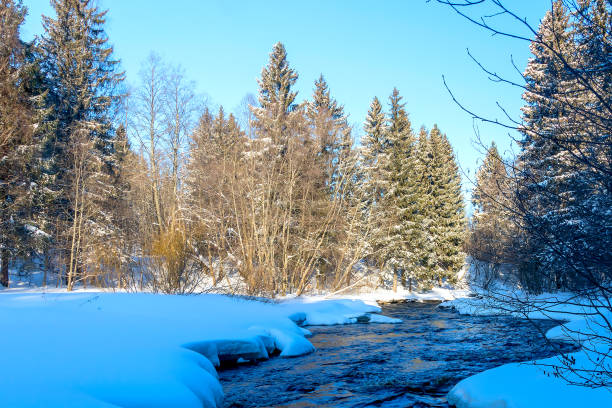 istock Winter snowy landscape with a flowing river among a high coniferous forest. 1372849825