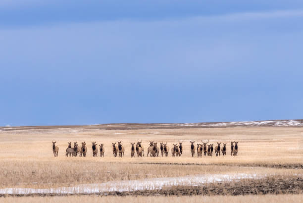 elchherde, die durch das winterweizenfeld in den ausläufern von alberta, kanada, wandert. tiefblauer himmel über dem hellen weizenfarbenen feld mit platz für kopierraum. - okotoks stock-fotos und bilder