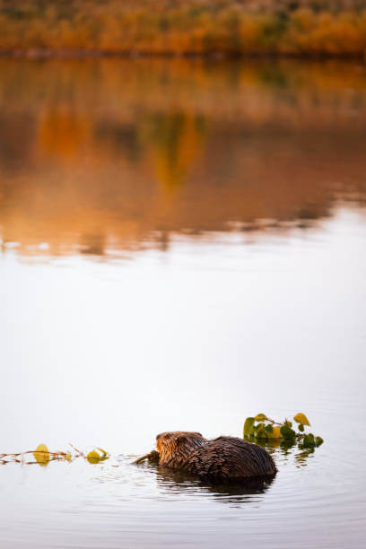 canadian beaver in calgary, alberta, eating a tree branch in a still pond at golden hour framed by the reflection of a fall coloured hillside. - north american beaver fotos imagens e fotografias de stock