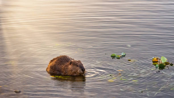canadian beaver sitting pond encircle by ripples. back lit by setting sun and sun rays. - north american beaver fotos imagens e fotografias de stock