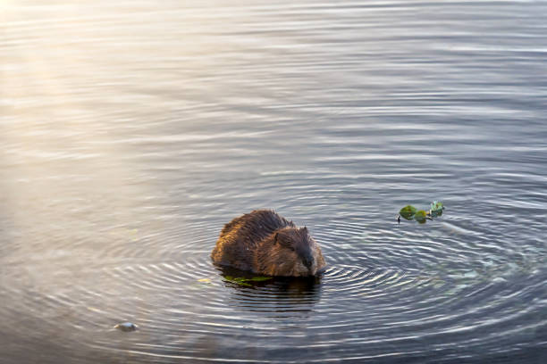 North American beaver alone in pond eating leaves. Back lit by sun rays leaking into the top left of frame. Beaver is facing forward and in bottom third of the frame.
