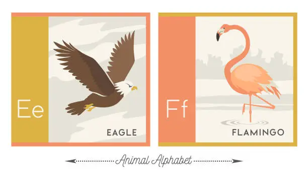 Vector illustration of Illustrated animal alphabet.  Letter E for eagle and letter F for flamingo.