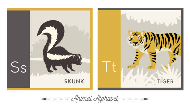 иллюстрированный алфавит животных. буква s для скунса и буква t для тигра. - skunk stock illustrations