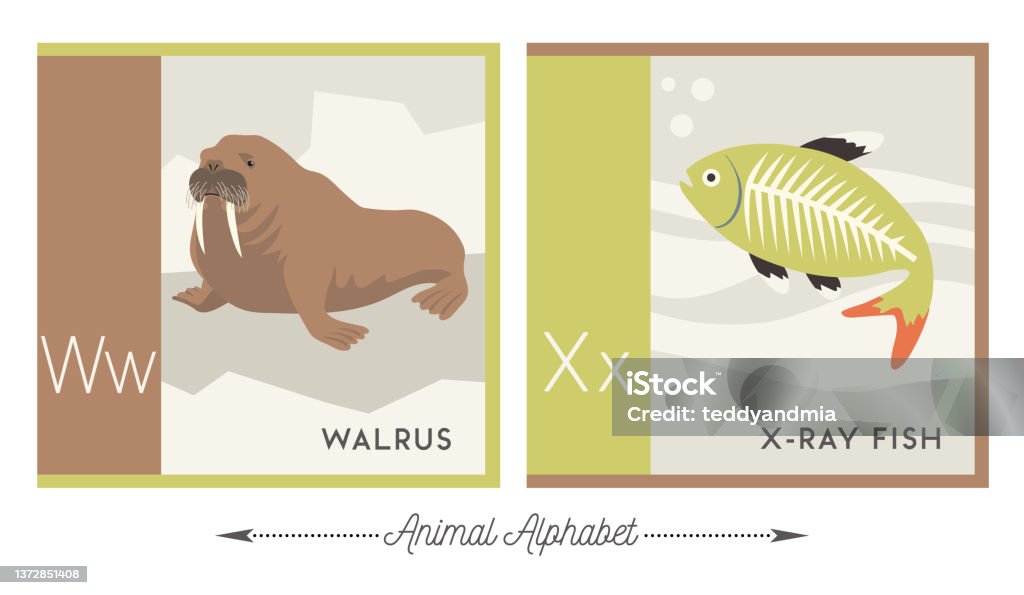 Illustrated Animal Alphabet Letter W For Walrus And Letter X For Xray Fish  Stock Illustration - Download Image Now - iStock