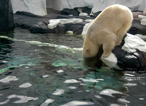 Polar Bears are natural hunter and this bear is fishing for its food by stick his head under the water to see where the fish are.