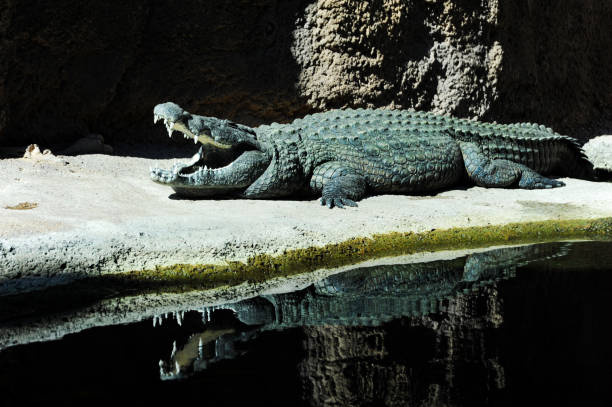istock Alligator lying in the sun with his mouth open and showing his sharp white teeth. 1372853474