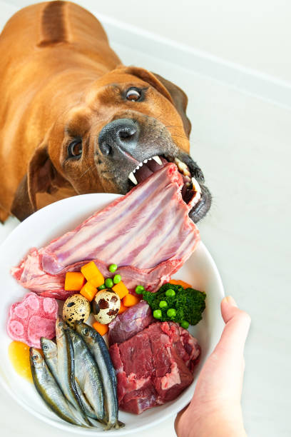 Feeding dog natural raw food. Dog food stock photo