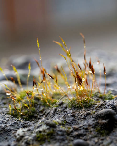 istock moss on top a rock with drop of water 1372854540