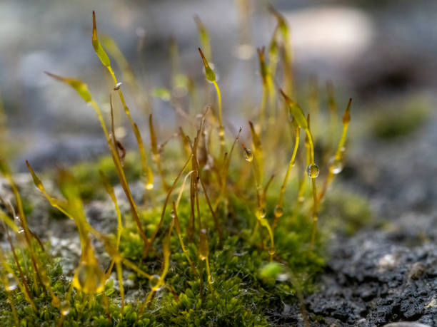 istock moss on top a rock with drop of water 1372854545