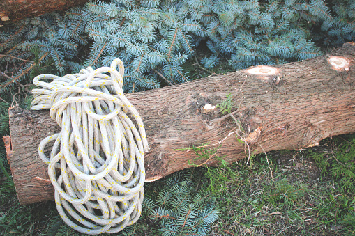Ropes for climbing on a evergreen log. Piece of equipment for arborist work. Place for your text, stock photo.