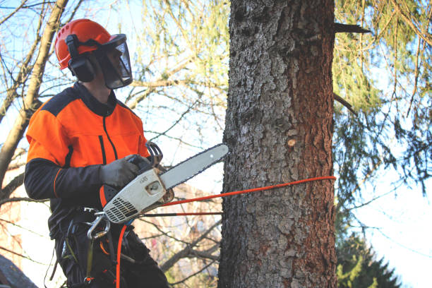 arboricoltore che taglia rami su un albero. - bosnia herzegovinan flag foto e immagini stock