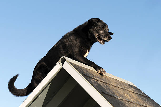 istock old labrador retriever in agility 137286260